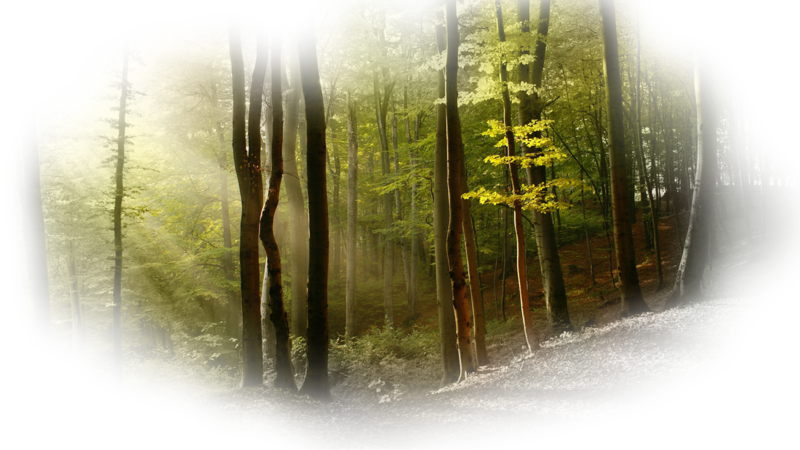 forest-wallpaper-1366uhzfw.png