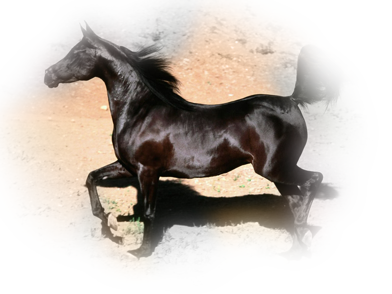 horse_png_122igbjy.png