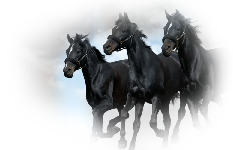 horse_png_123fiaog.png