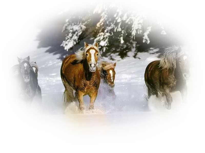 horse_png_128o6ao2.png