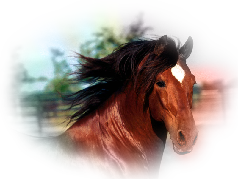 horse_png_129afz6x.png