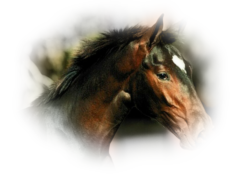 horse_png_130krzqf.png