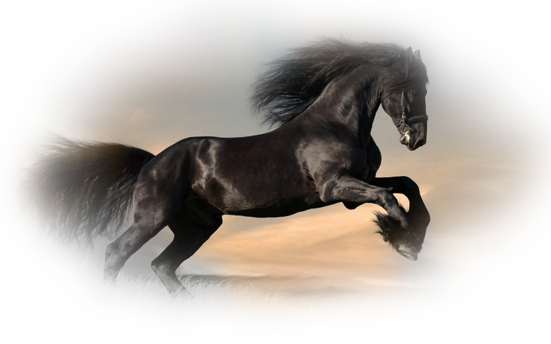 horse_png_82w8yli.png