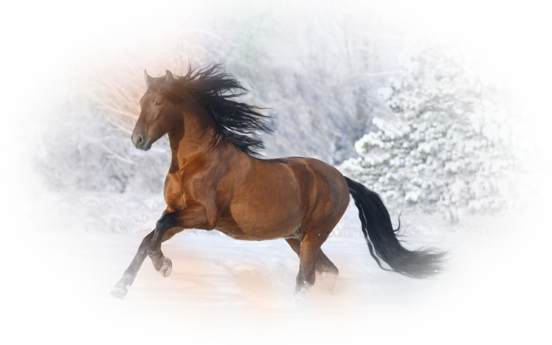 horse_png_8338ypq.png