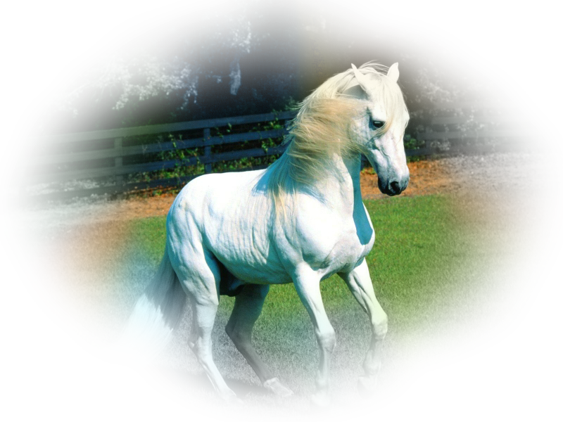 horse_png_87snyte.png