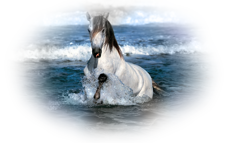 horse_png_8907b9f.png