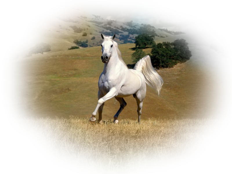 horse_png_92hhahk.png