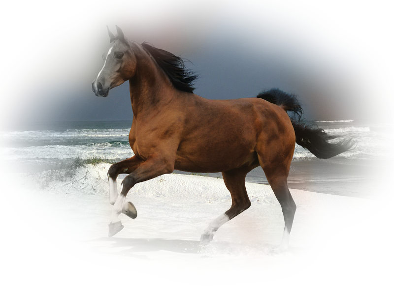 horse_png_94z0zdm.png
