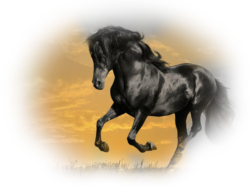 horse_png_998wb5f.png