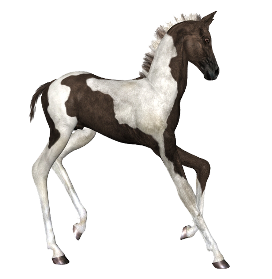 horse_png_at_png_10tjb41.png