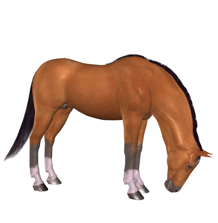 horse_png_at_png_2ljy9a.png