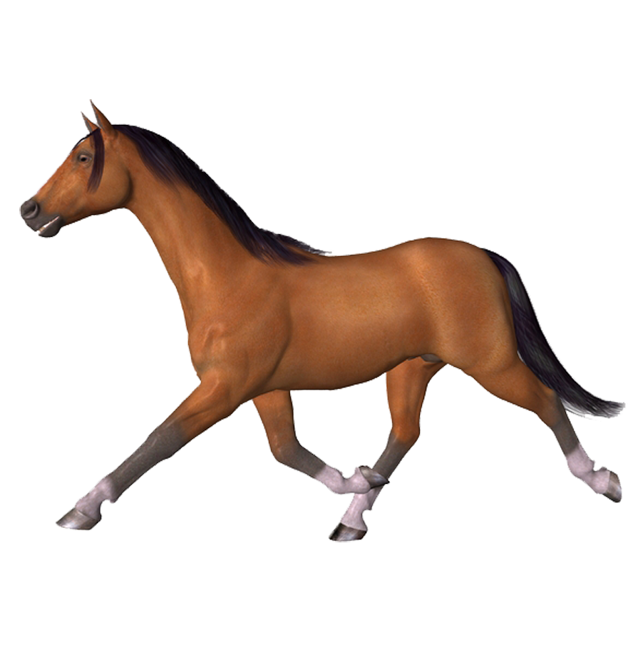 horse_png_at_png_3c6b8y.png