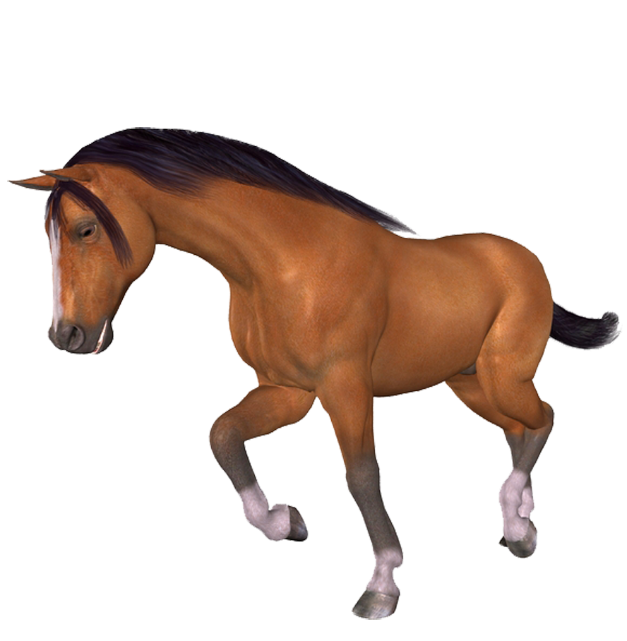 horse_png_at_png_43nxc2.png