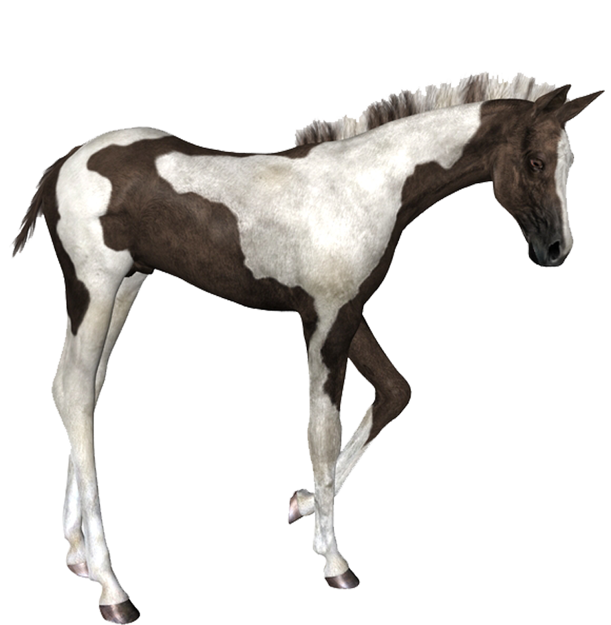 horse_png_at_png_6rbyu9.png