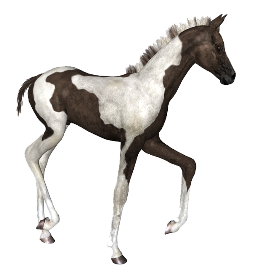 horse_png_at_png_nbl7s.png