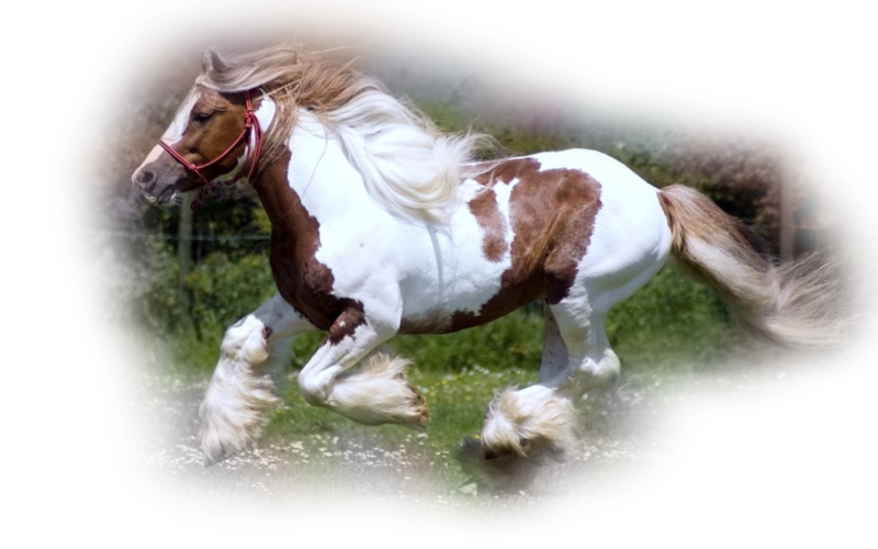 horse_png_nisanboard_04p69.png