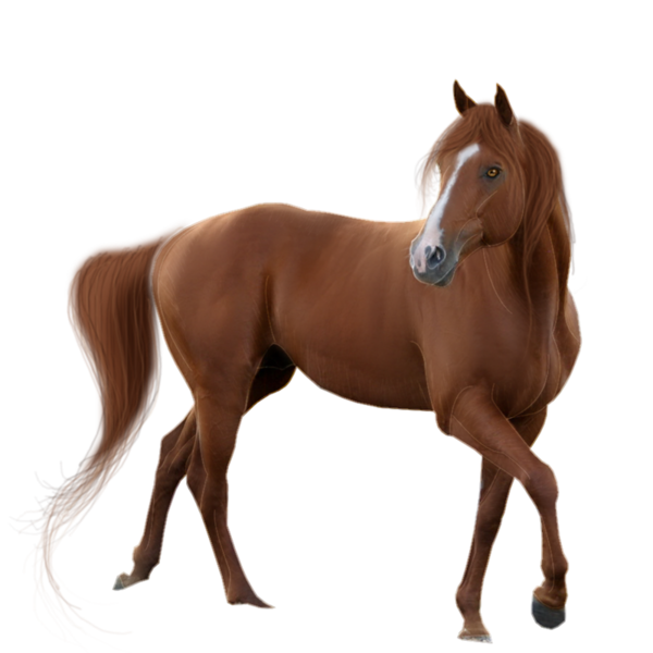 horse_png_nisanboard_0kq57.png