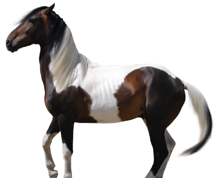 horse_png_nisanboard_1zq6k.png