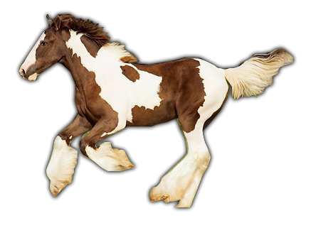 horse_png_nisanboard_2jq0g.png