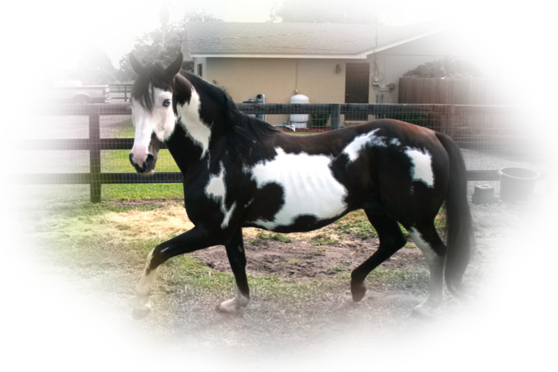horse_png_nisanboard_2kq77.png
