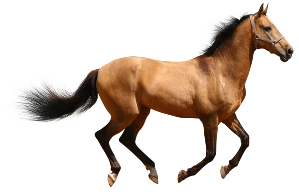 horse_png_nisanboard_3hqhi.png