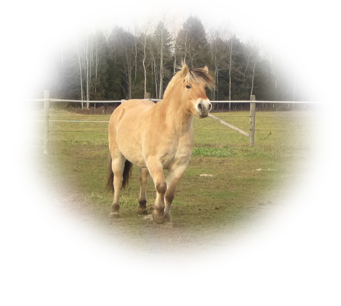 horse_png_nisanboard_4bab8.png
