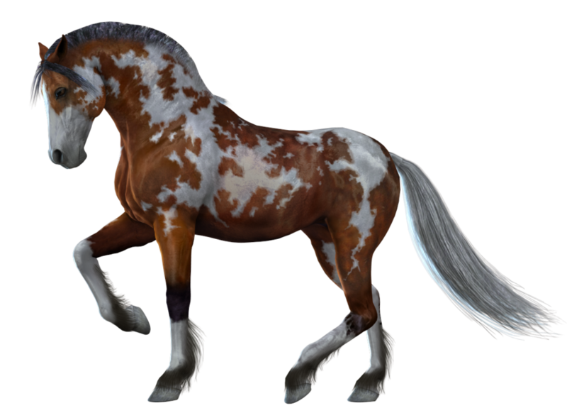 horse_png_nisanboard_4tqot.png