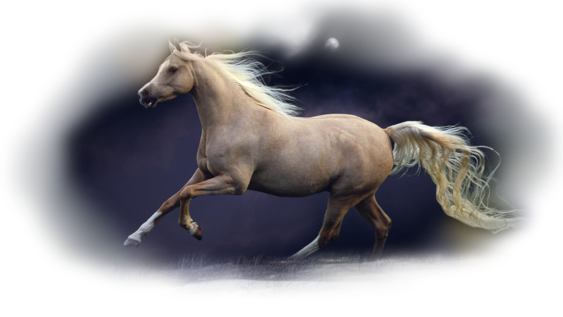 horse_png_nisanboard_57pzp.png