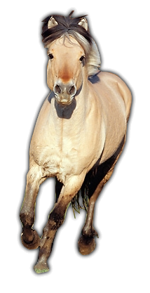 horse_png_nisanboard_7zoee.png