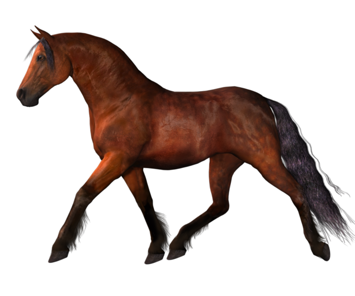 horse_png_nisanboard_9ar0i.png