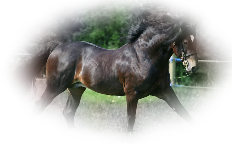 horse_png_nisanboard_9clb4.png