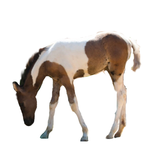 horse_png_nisanboard_9kqyb.png