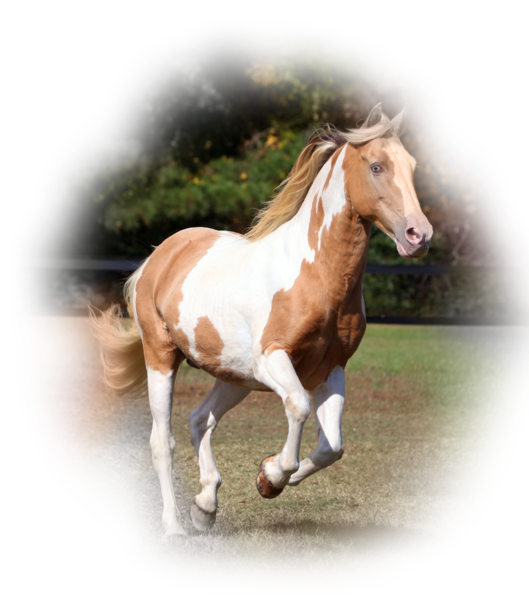 horse_png_nisanboard_a4u1m.png