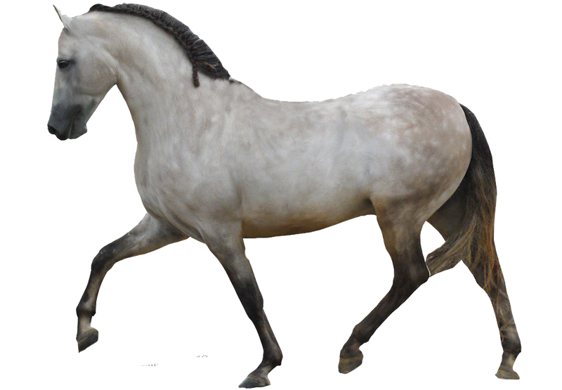 horse_png_nisanboard_bxu4t.png