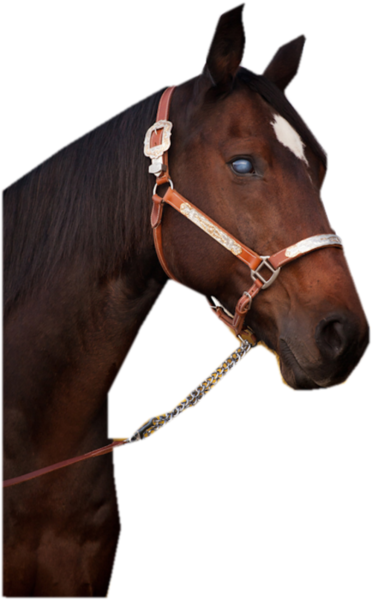 horse_png_nisanboard_d0qw2.png