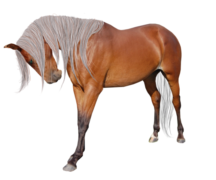 horse_png_nisanboard_f6qqx.png