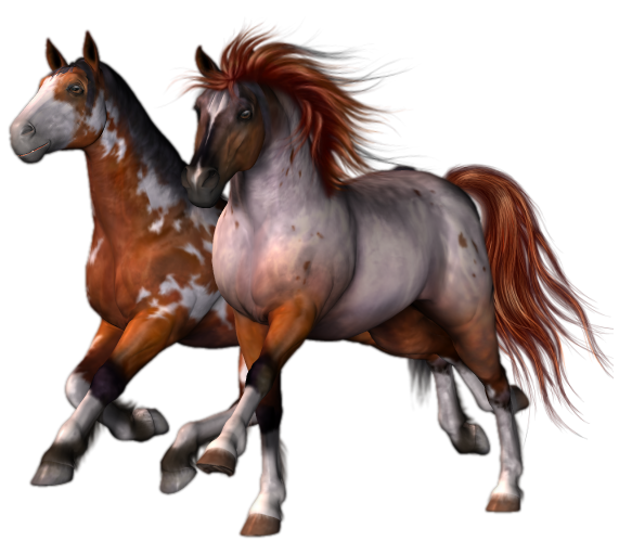 horse_png_nisanboard_fxzui.png