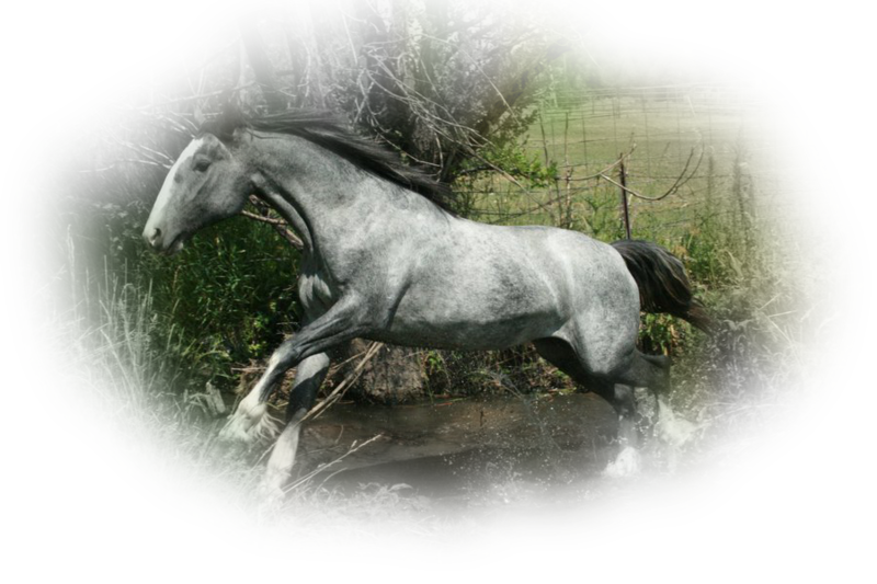 horse_png_nisanboard_j3zqk.png