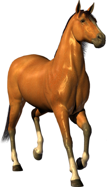 horse_png_nisanboard_kur78.png