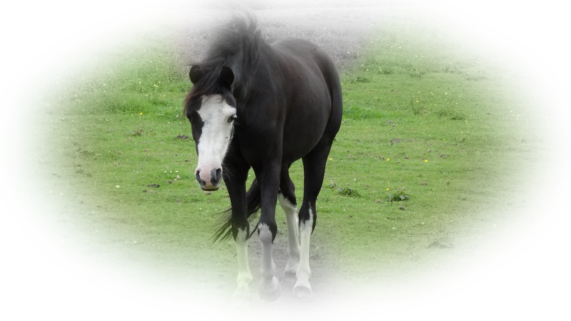 horse_png_nisanboard_lspr6.png
