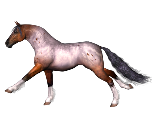 horse_png_nisanboard_nar8f.png