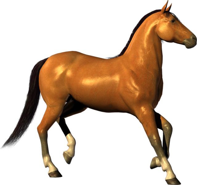 horse_png_nisanboard_o0r4t.png
