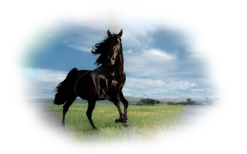 horse_png_nisanboard_qfq7h.png