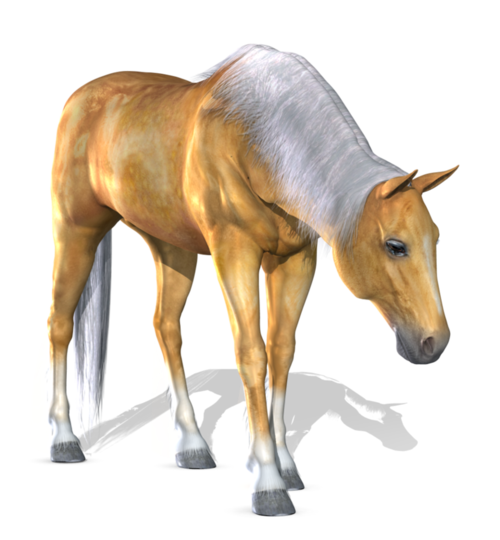 horse_png_nisanboard_r1p26.png