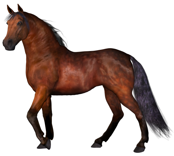 horse_png_nisanboard_r8yum.png