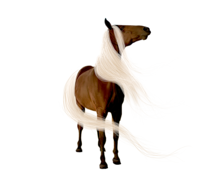 horse_png_nisanboard_rzphx.png