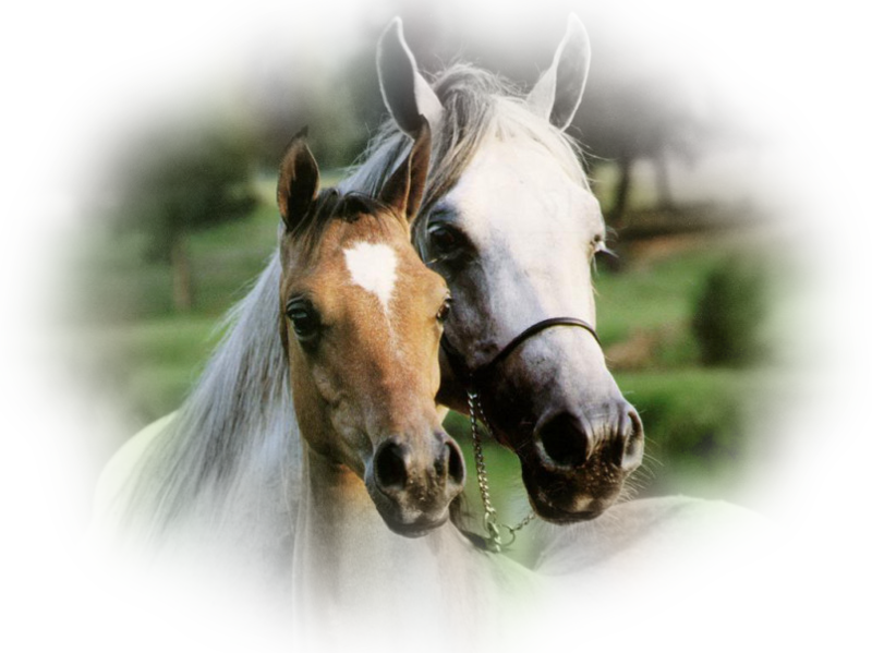 horse_png_nisanboard_vyzxs.png