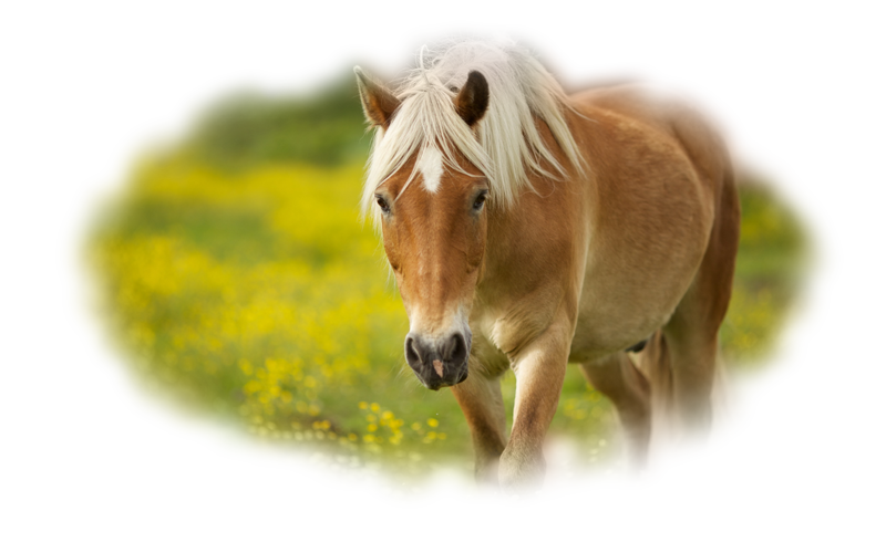 horse_png_nisanboard_wlolc.png