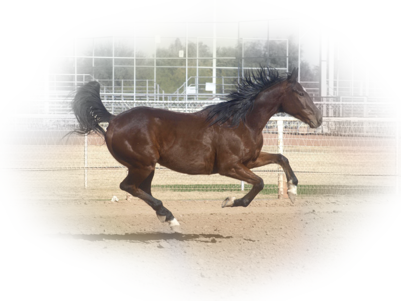 horse_png_nisanboard_xeuf5.png