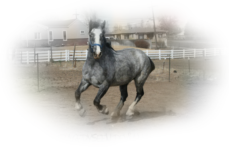 horse_png_nisanboard_xgux9.png